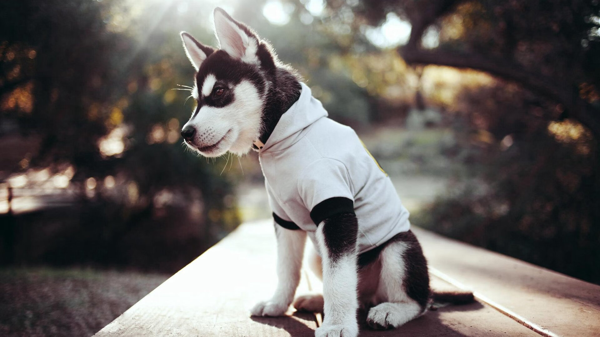 体育APP下载-唯一性的交响，吉林队争冠突围，杜兰特F1揭幕战接管