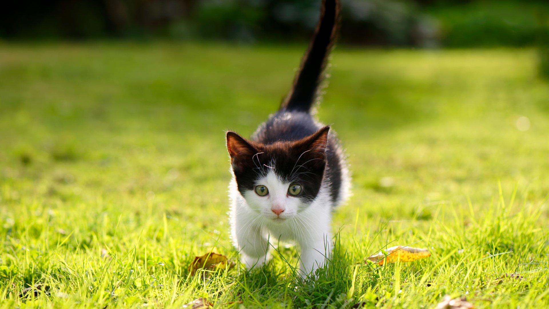 开云体育平台APP-青春风暴搅动战局！李刚仁一射两传，斗牛士惊险突围哥斯达黎加